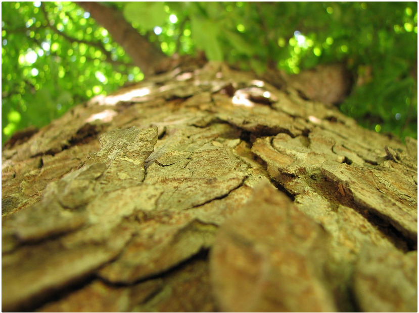 Word Geek – barking up the wrong tree