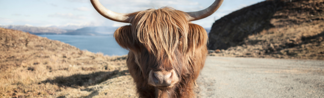 Four gorgeous Scots Gaelic words and their origins