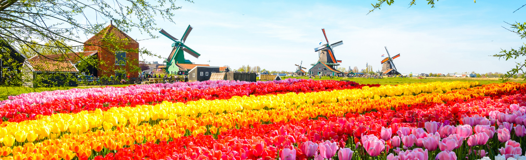 Dutch translation